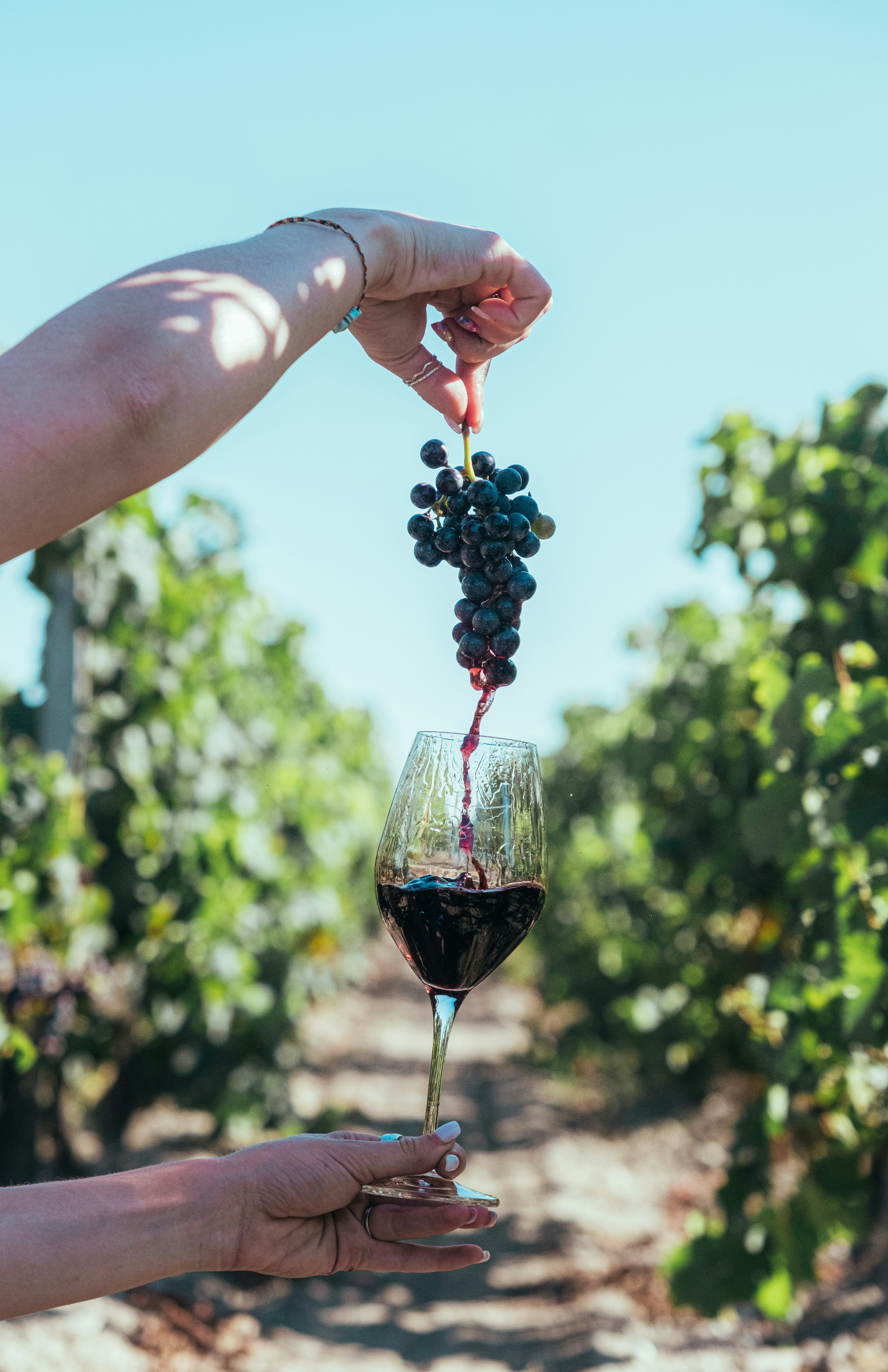 Vins & Vignobles